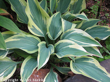 Hosta Tarhafunkia-Ryhm 'Wolverine', jalokuunlilja